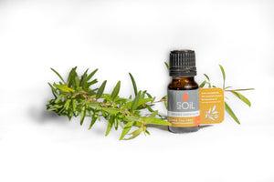 Organic Lemon Tea Tree Oil (Leptospermum